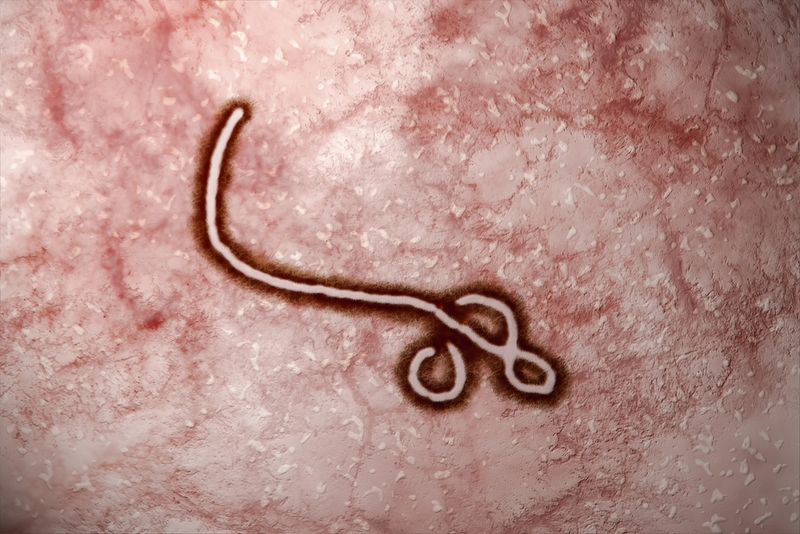 ebola