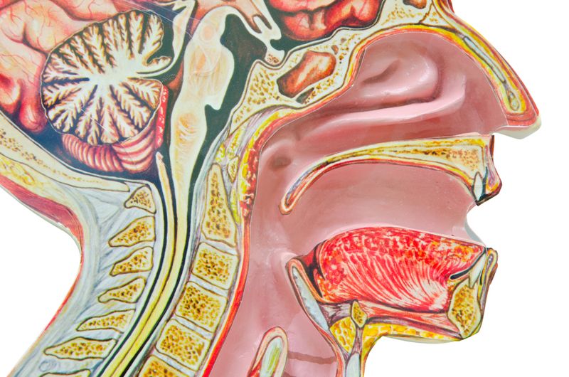 head and neck cancer