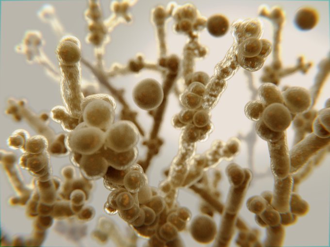 Recurrent Vulvovaginal Candidiasis (RVVC)