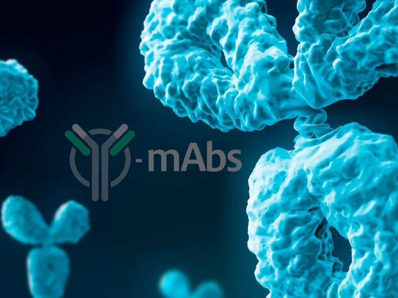 Y-mAbs