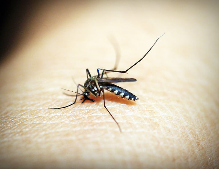 Malaria