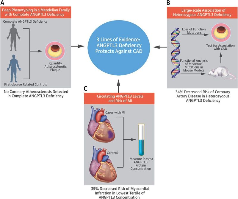 Evinacumab