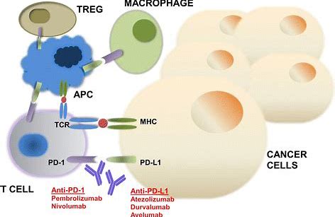 dostarlimab