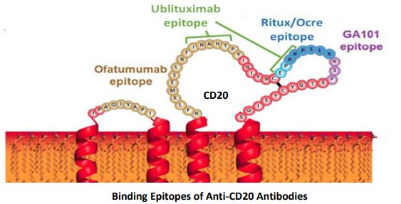 Ublituximab