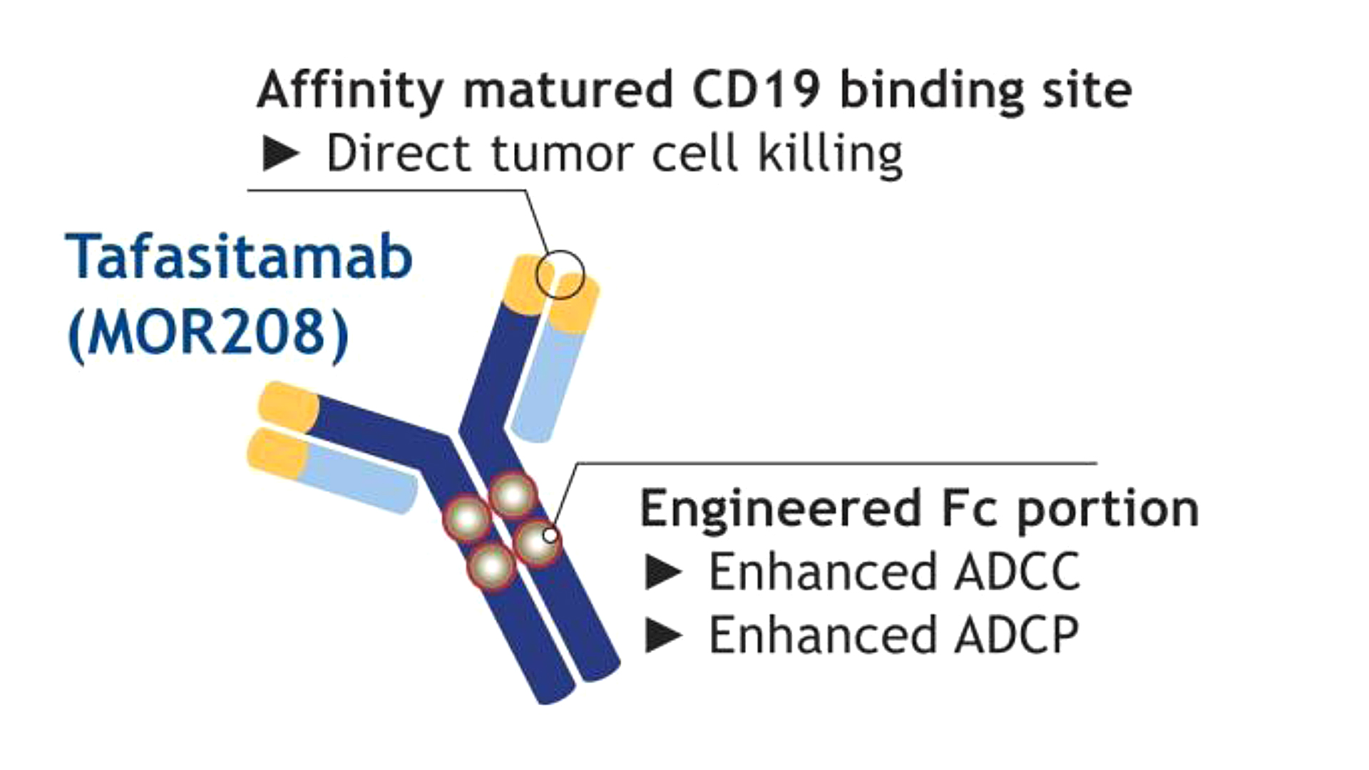 tafasitamab (CD19)