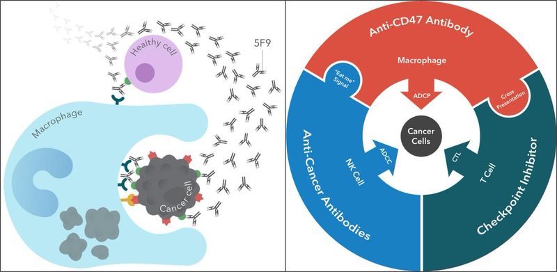 magrolimab