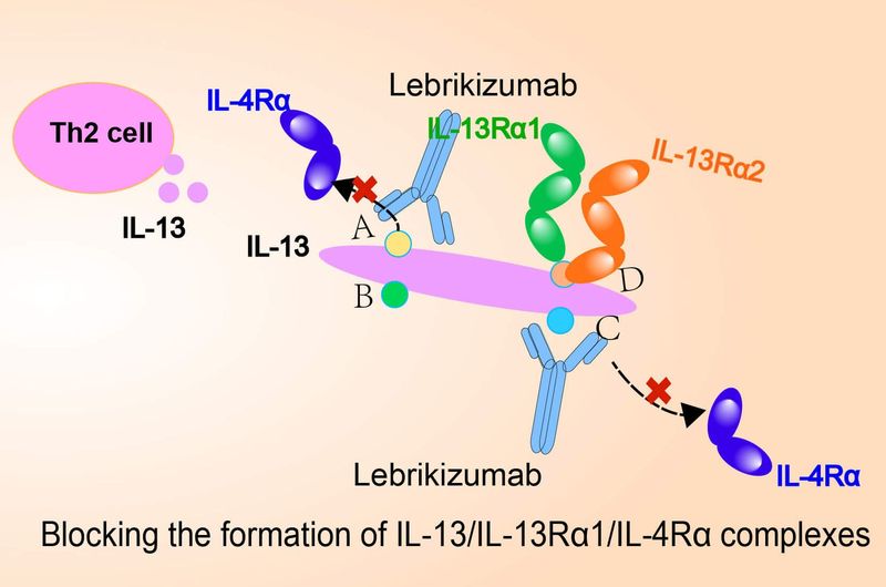 Lebrikizumab