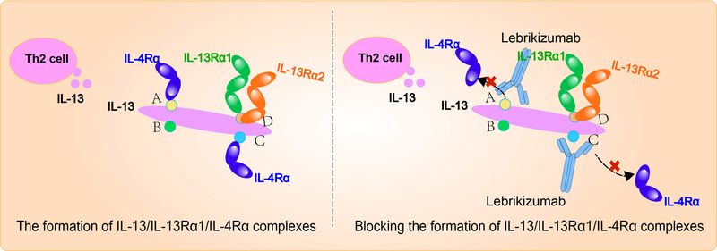 Lebrikizumab